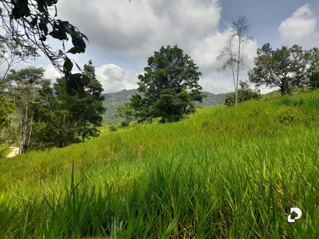 Farm in La Palmita – 44