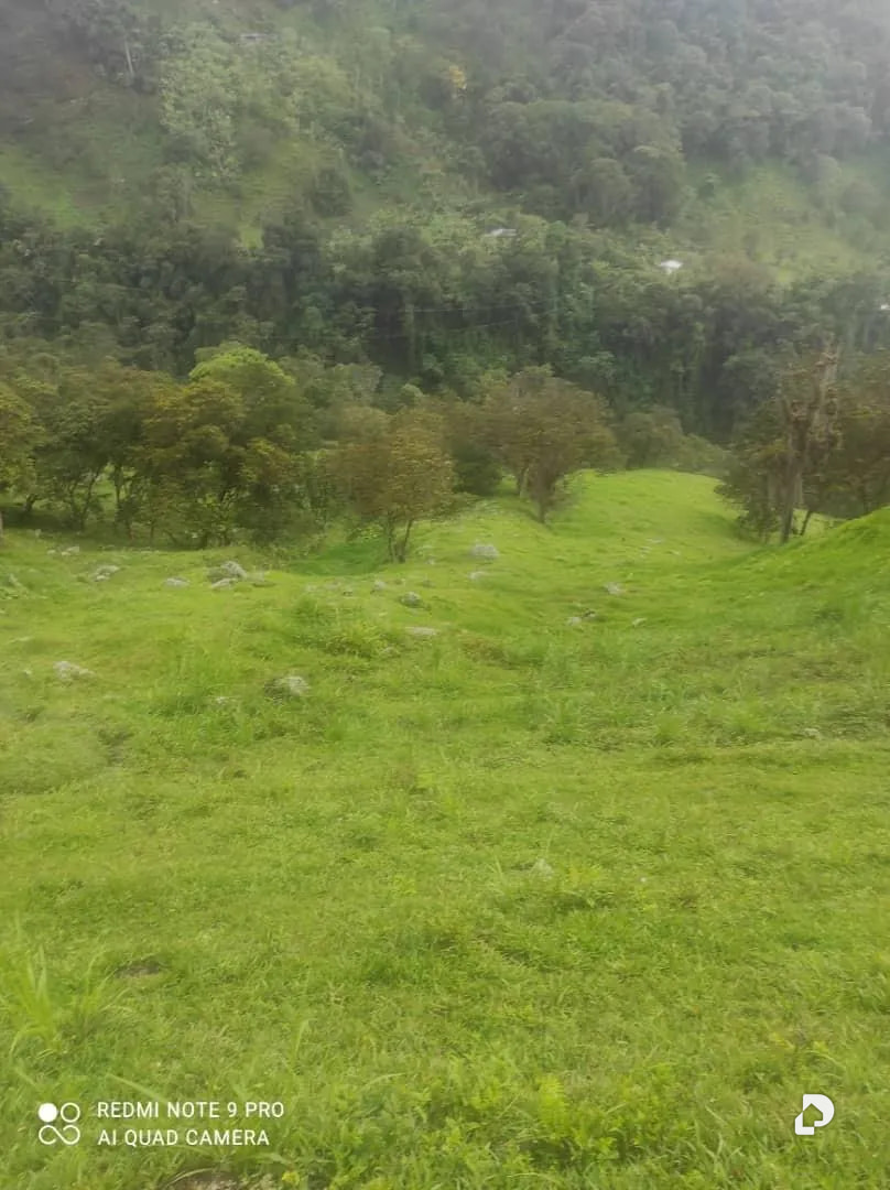 Farm in La Palmita – 50
