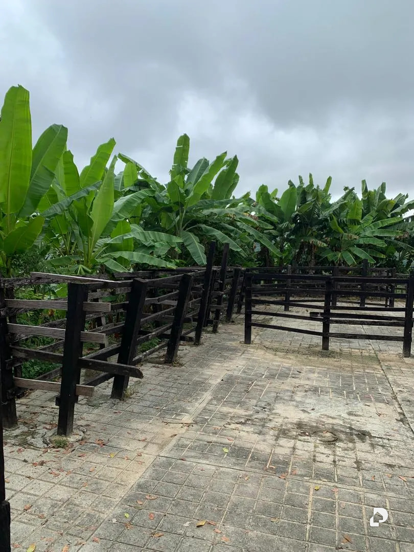Farm in La Palmita – 28