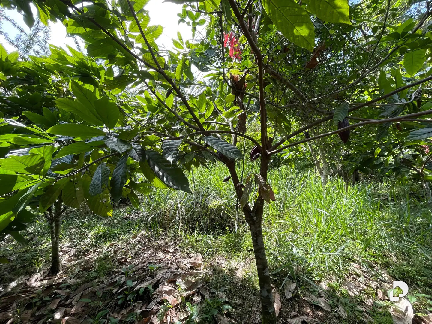 Farm in La Palmita – 7
