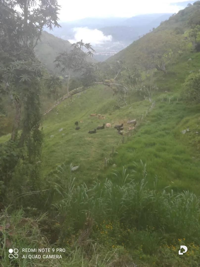 Farm in La Palmita – 49