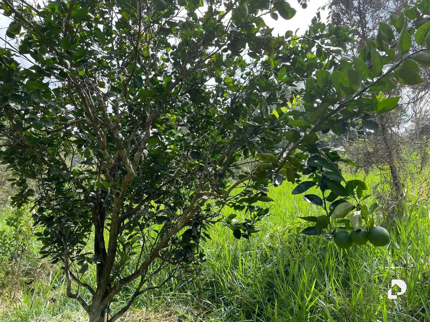 Farm in La Palmita – 11