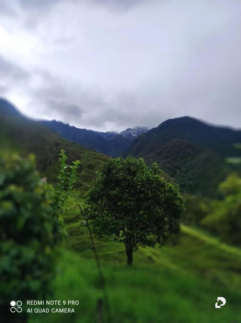 Farm in La Palmita – 47
