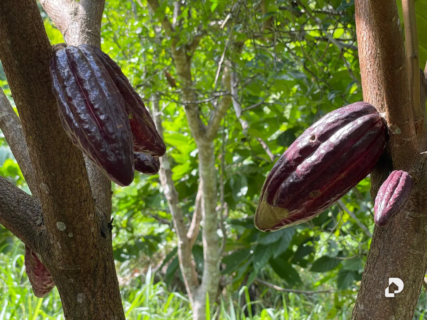 Farm in La Palmita – 6