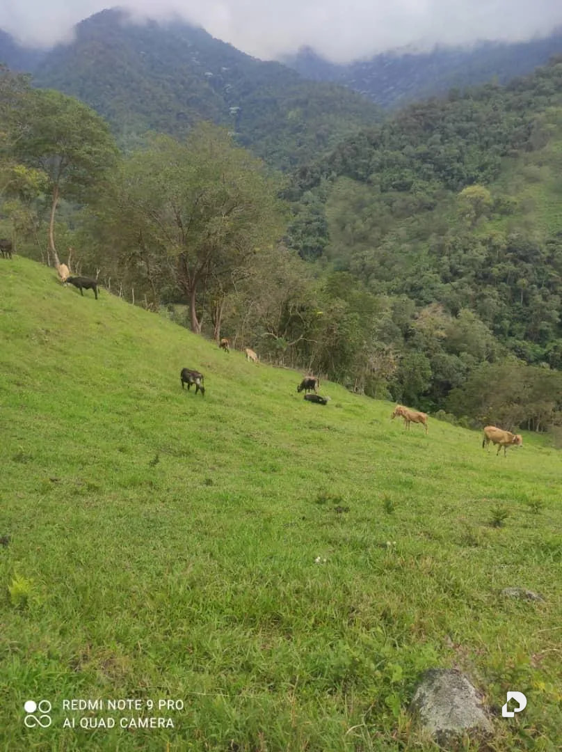 Farm in La Palmita – 39