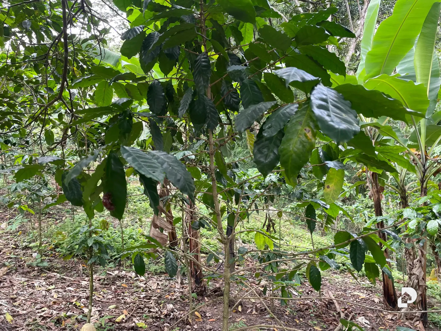 Farm in La Palmita – 9