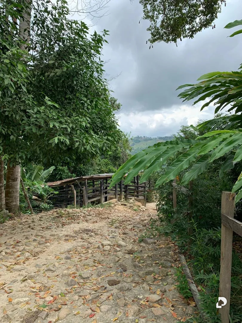 Farm in La Palmita – 36