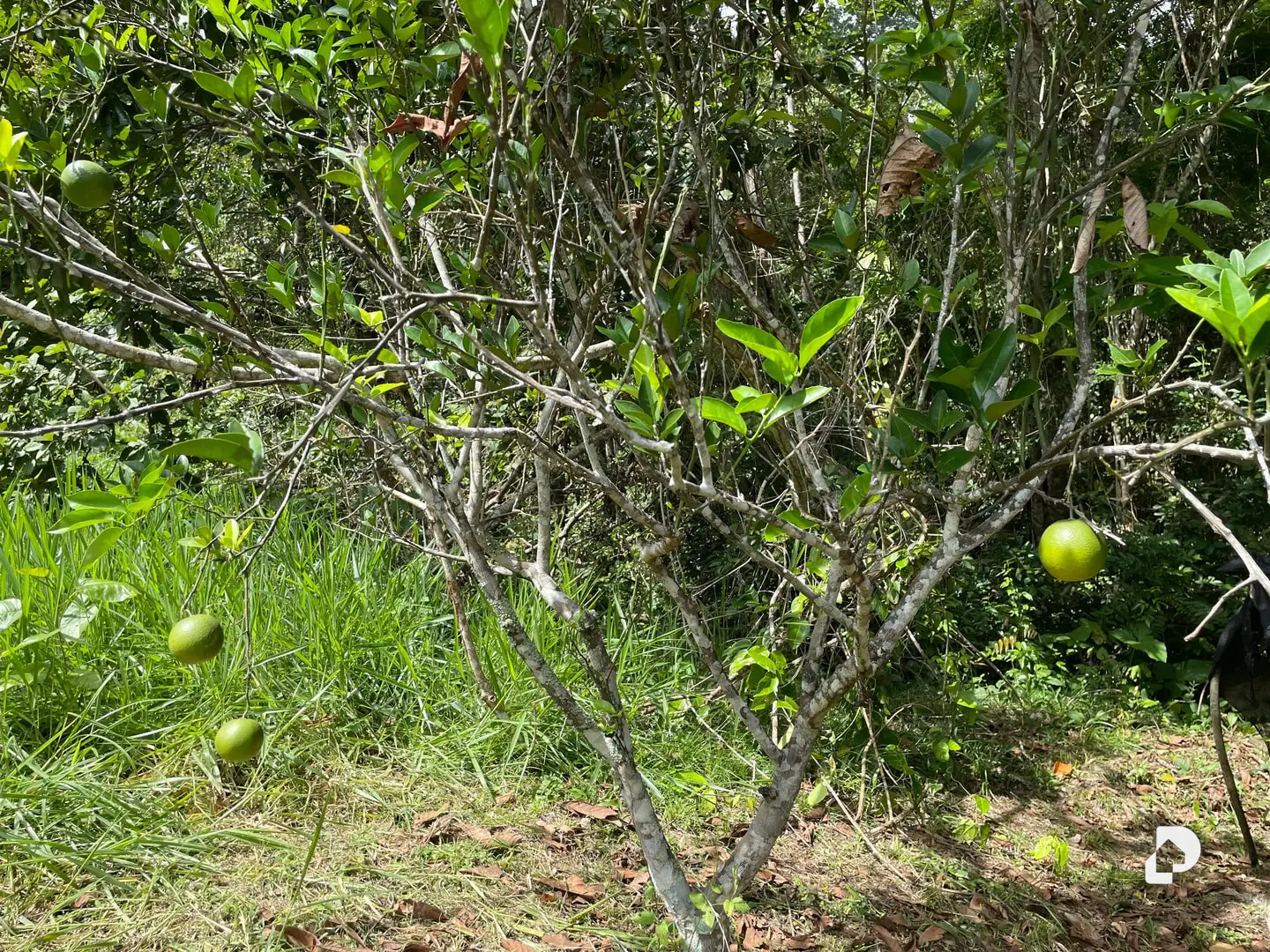 Farm in La Palmita – 12