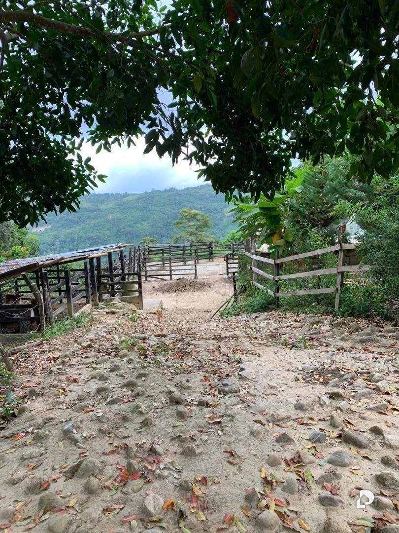 Farm in La Palmita – 35