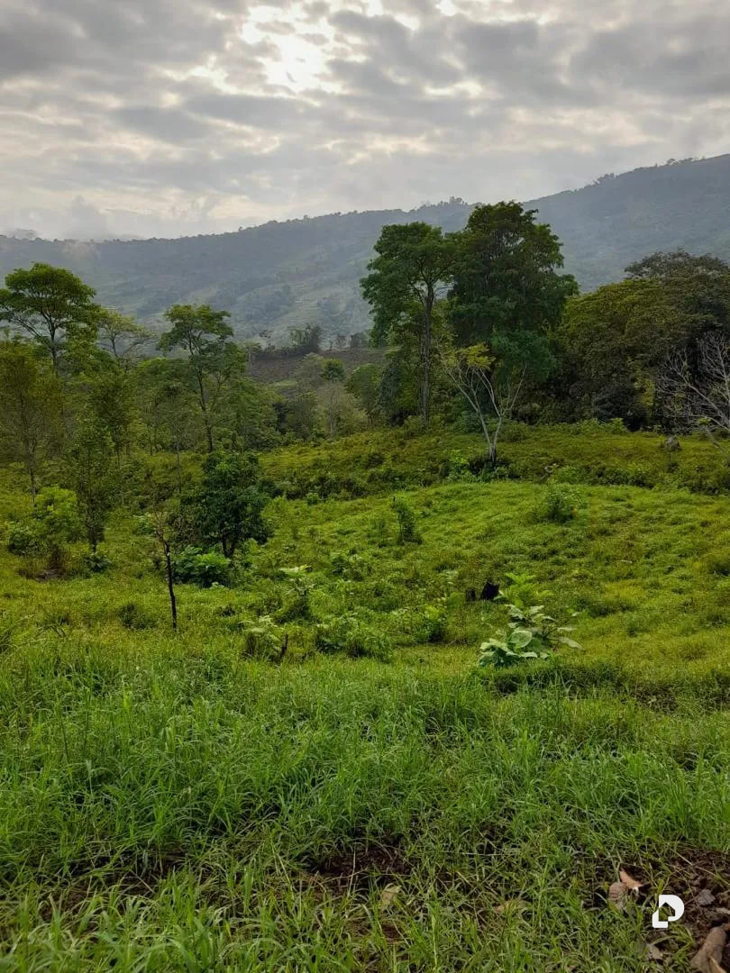Farm in La Palmita – 41