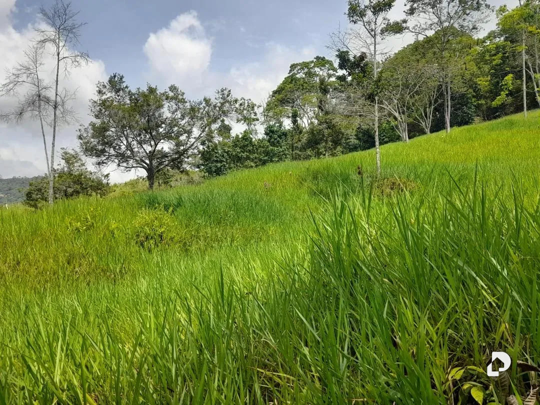 Farm in La Palmita – 46
