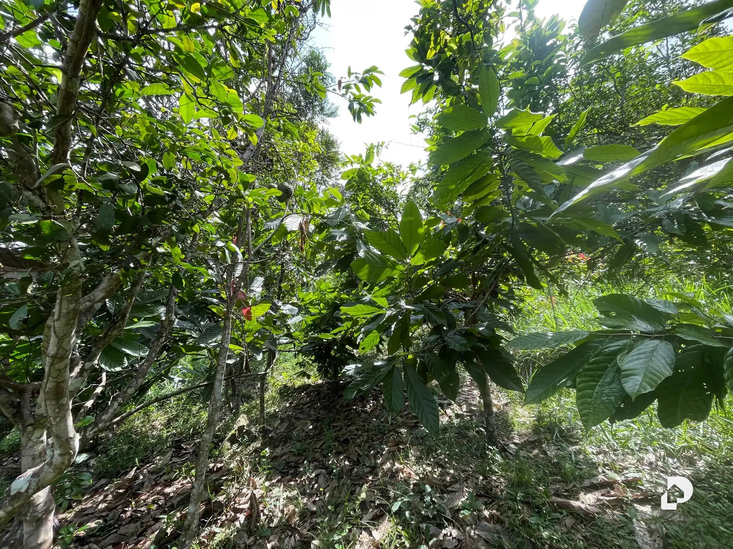 Farm in La Palmita – 26