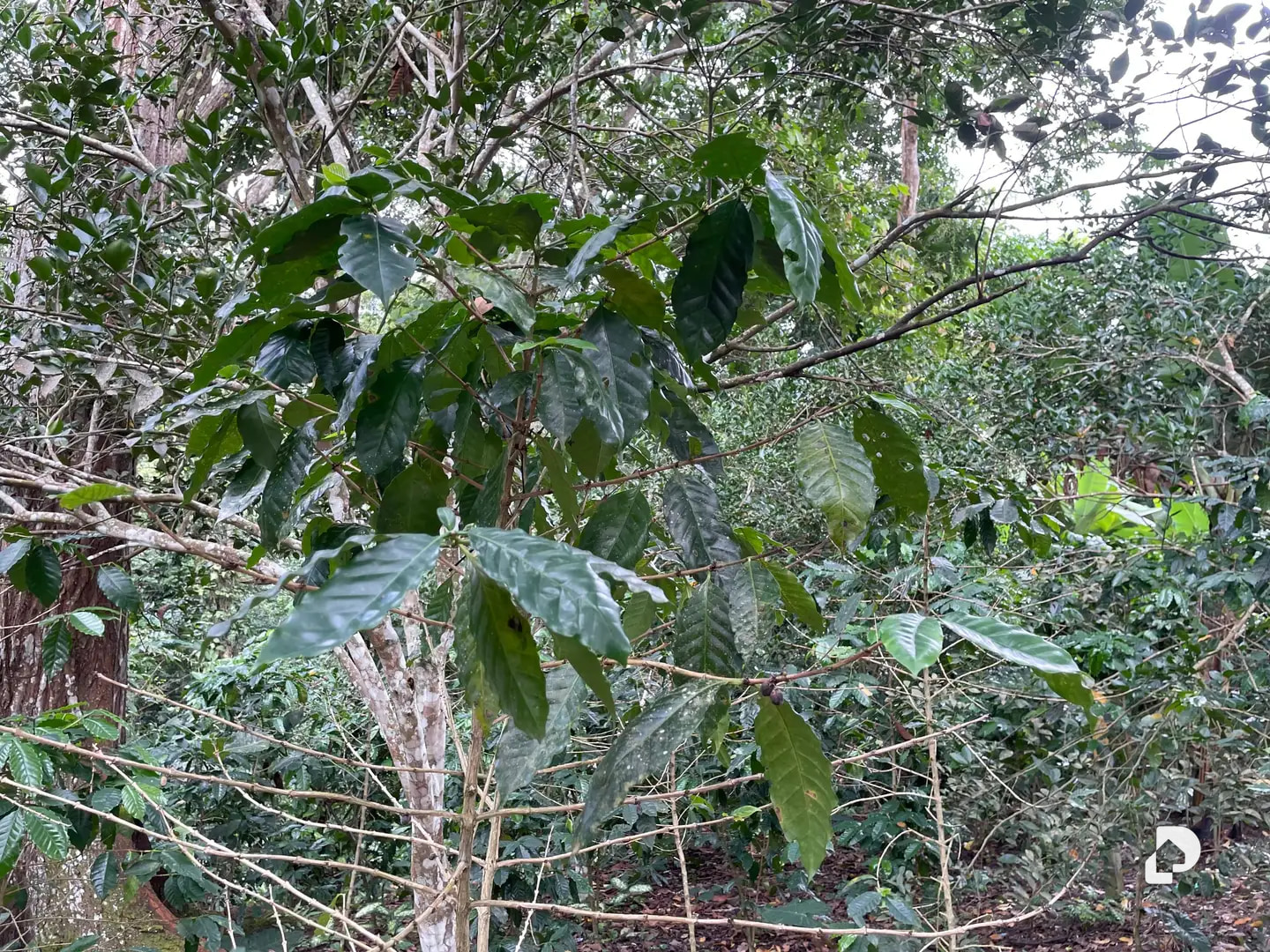 Farm in La Palmita – 8