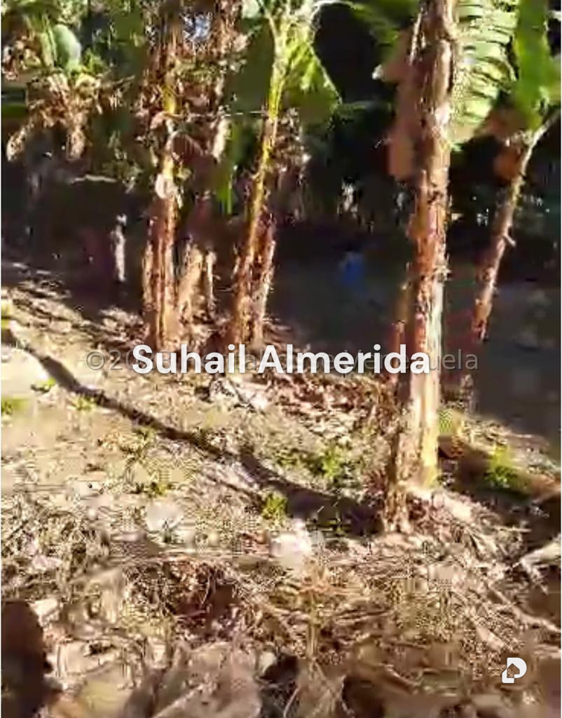 Terreno en El Guayabal, Naguanagua