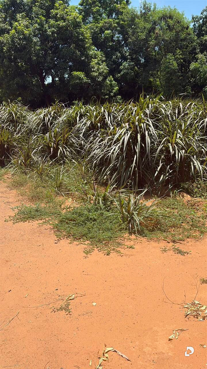 Terreno en Via Palito Blanco, Maracaibo – 3