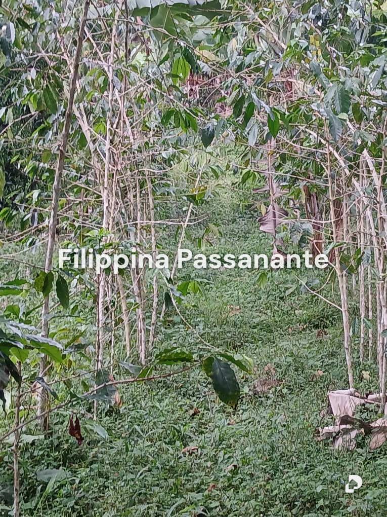 Terreno en San Agustín, Caripe – 4