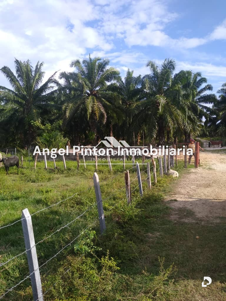 Finca en Via a Perija, Machiques – 11