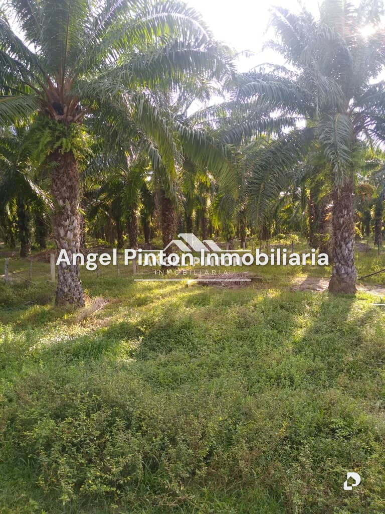 Finca en Via a Perija, Machiques – 25