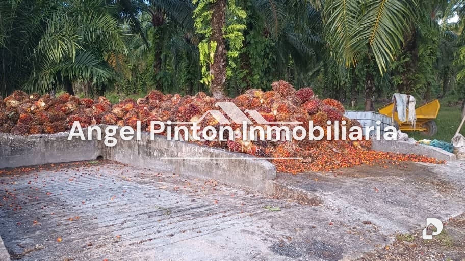 Finca en Via a Perija, Machiques – 4