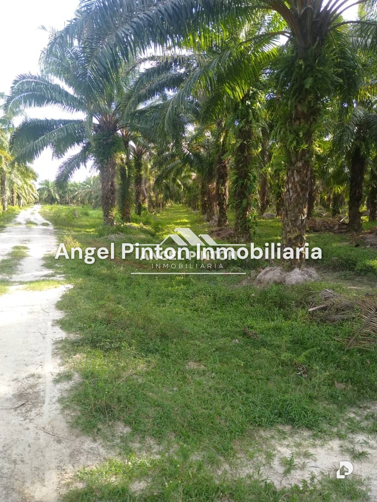 Finca en Via a Perija, Machiques – 15