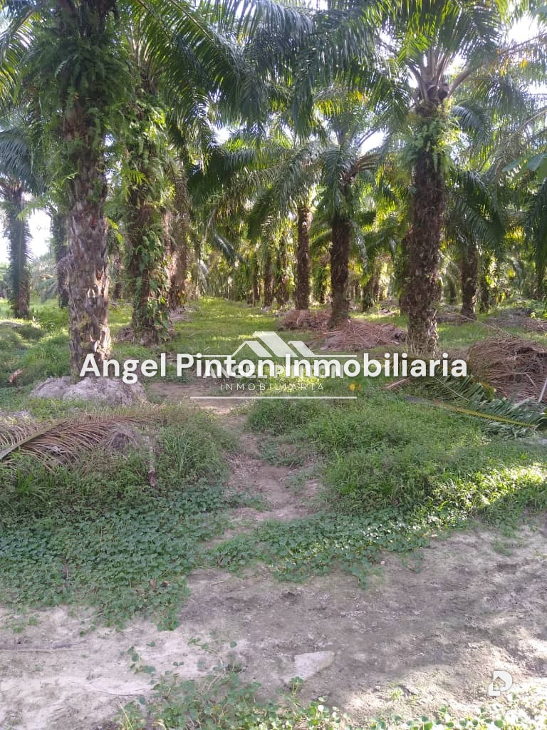 Finca en Via a Perija, Machiques – 24