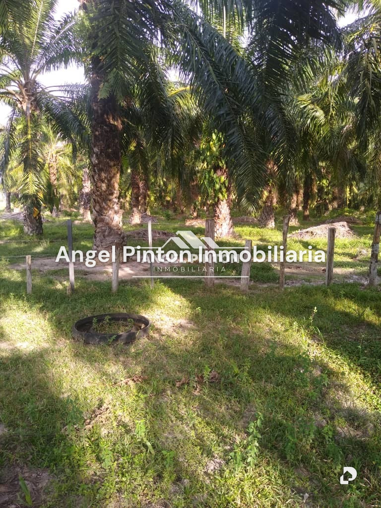 Finca en Via a Perija, Machiques – 23