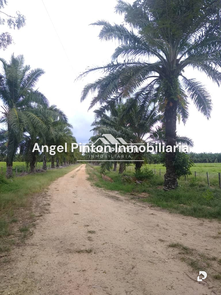 Finca en Via a Perija, Machiques – 1