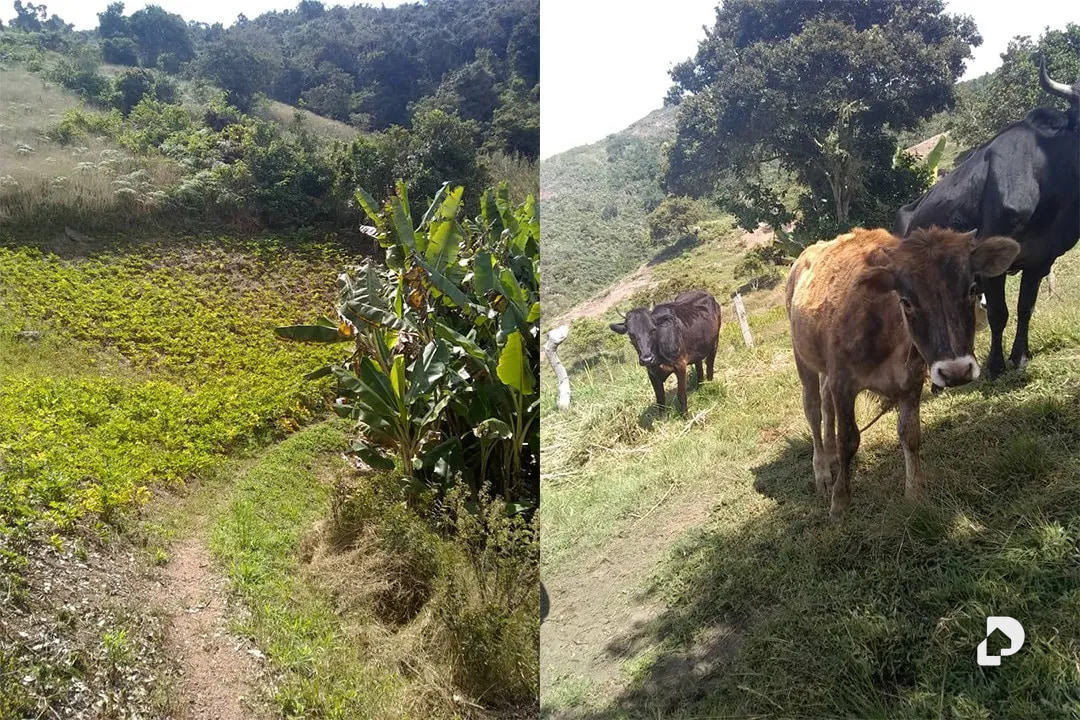 Farm in La Trampa – 4
