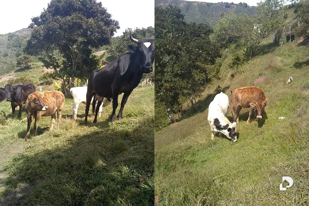 Farm in La Trampa – 2