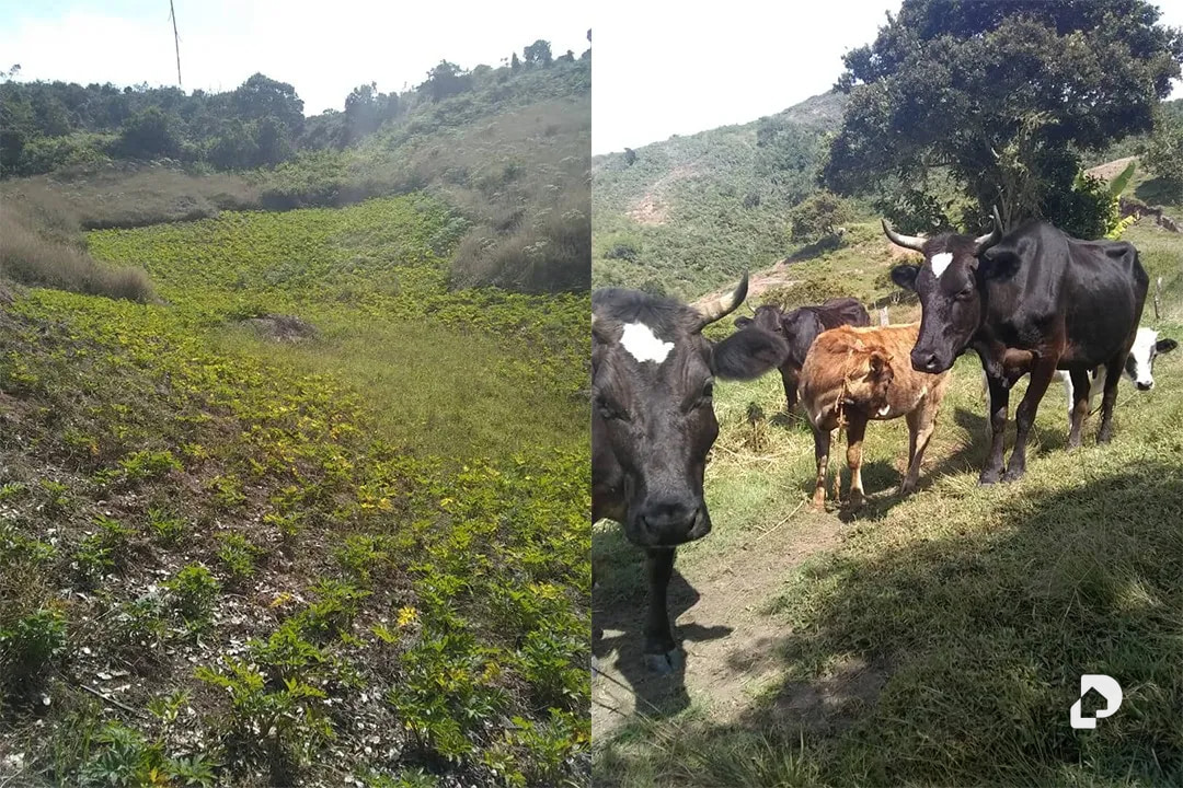 Farm in La Trampa – 6