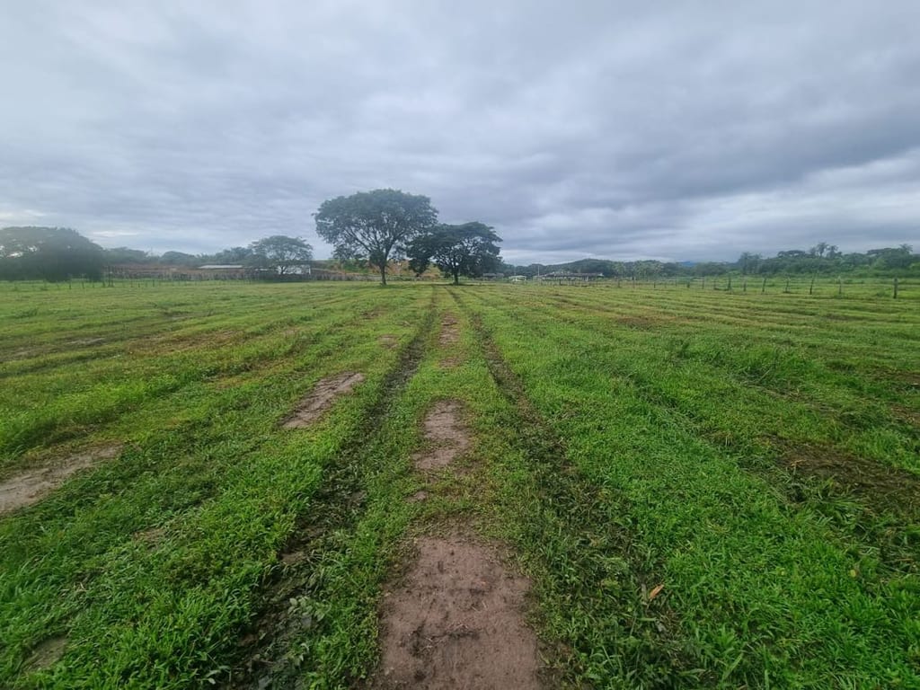 Farm in Camoruquito, San Carlos - 1