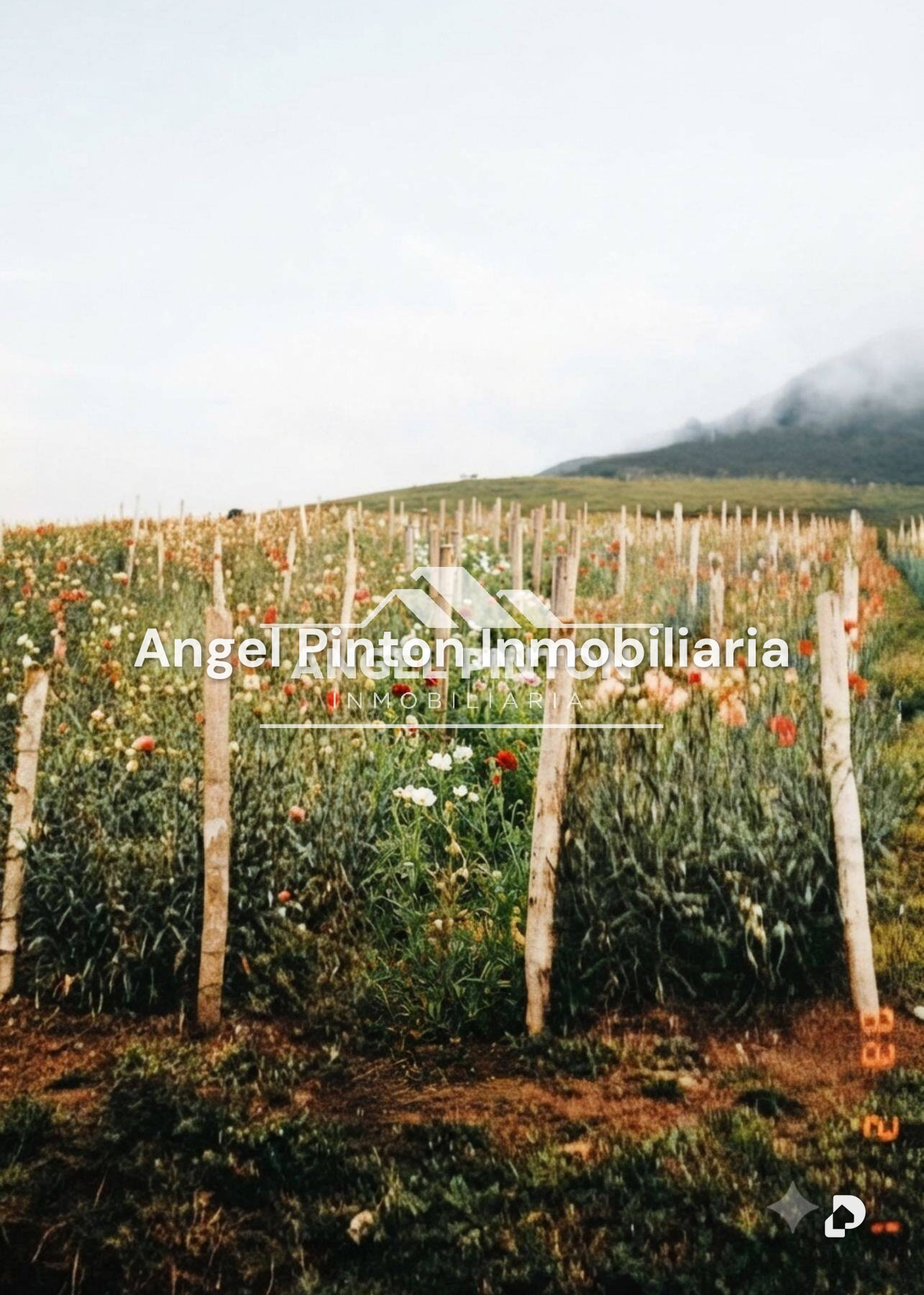 Finca en Mérida – 5