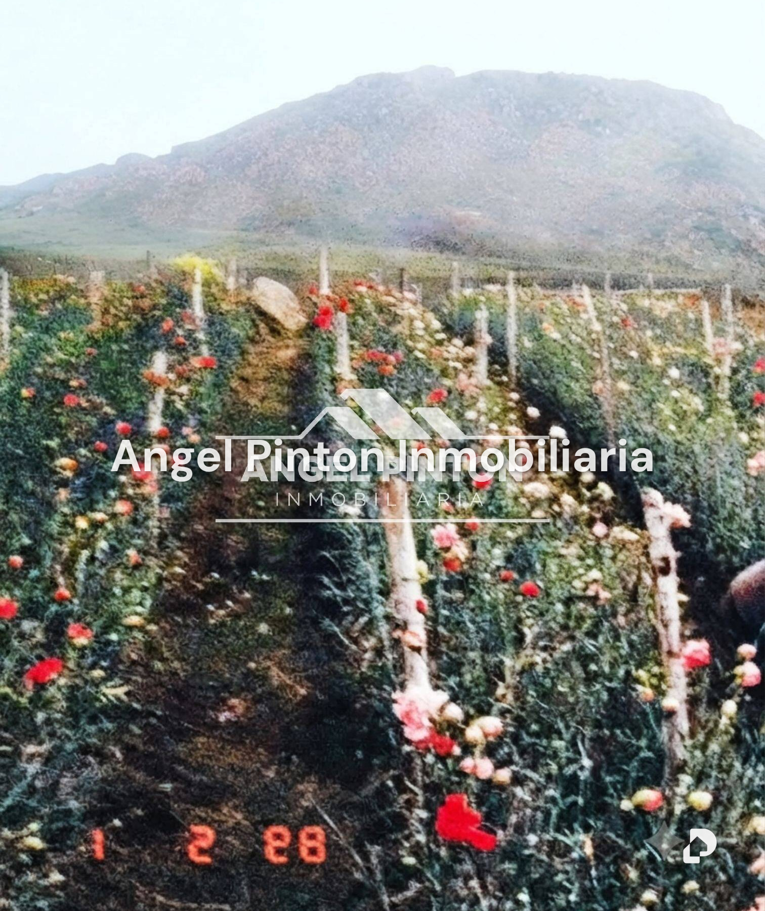 Finca en Mérida – 1