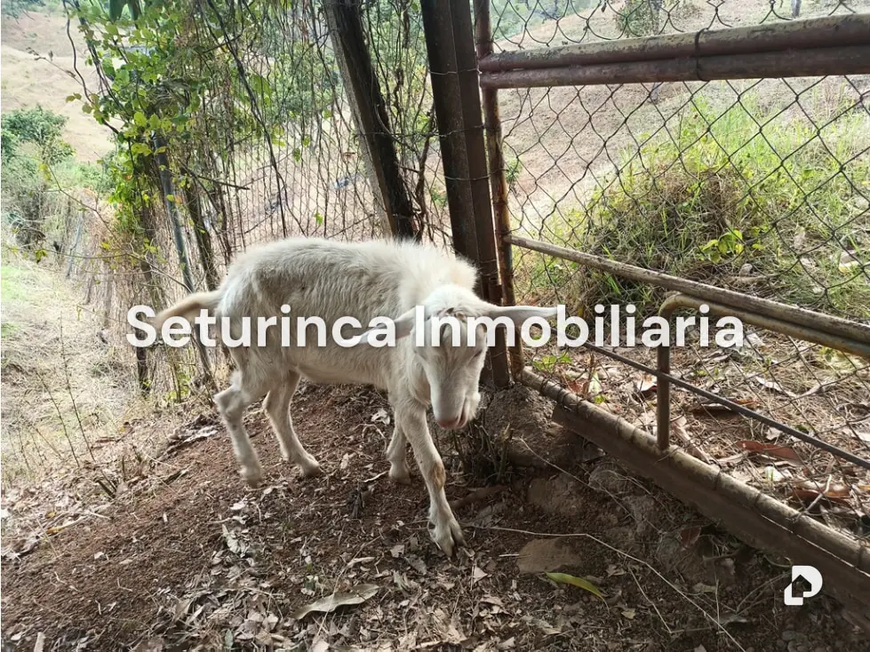 Farm in San Casimiro, Camatagua – 100