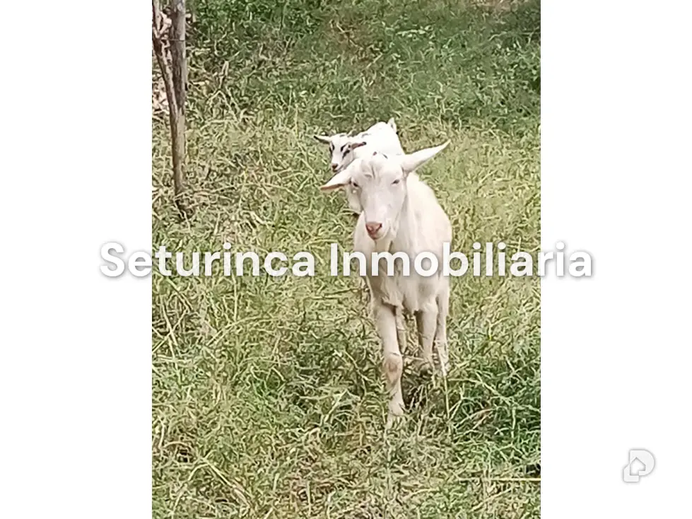 Farm in San Casimiro, Camatagua – 89