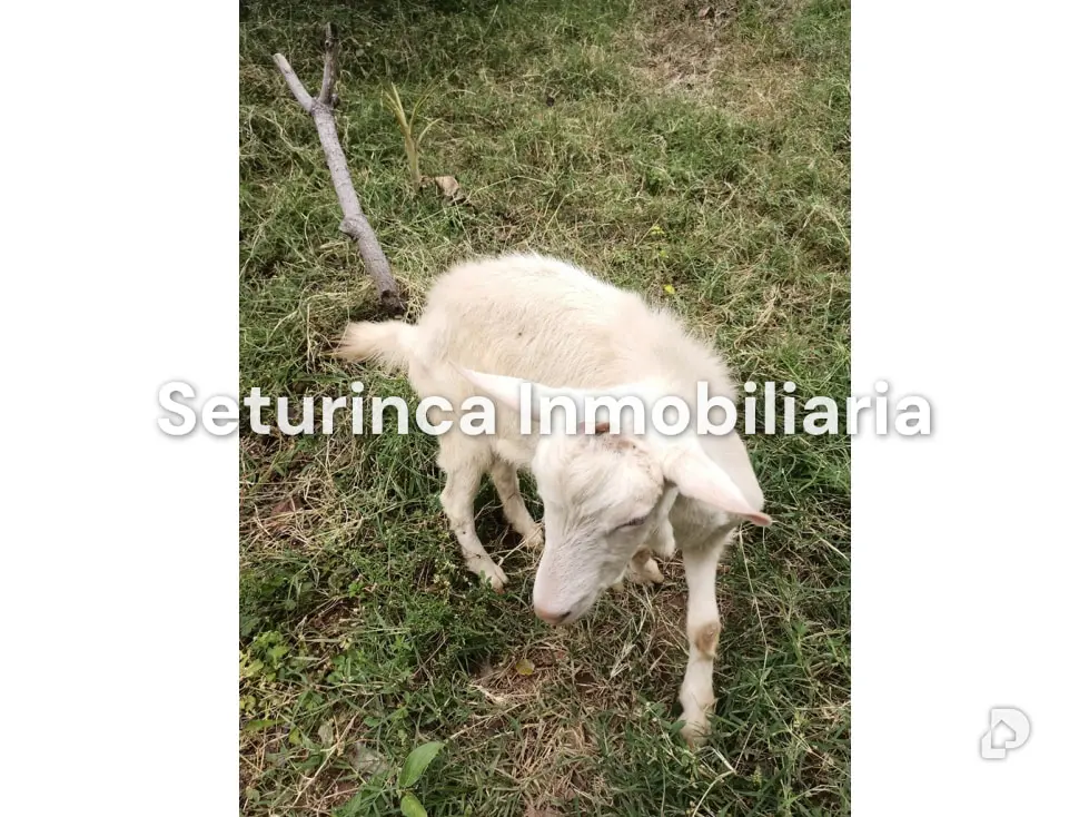 Farm in San Casimiro, Camatagua – 95