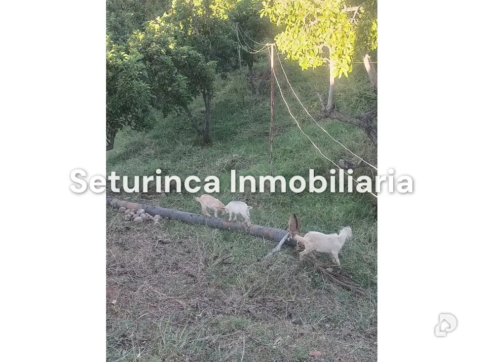 Farm in San Casimiro, Camatagua – 101