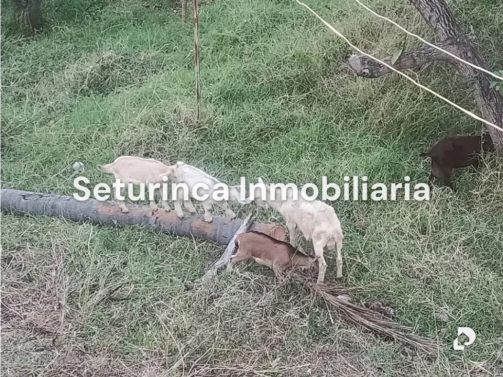 Farm in San Casimiro, Camatagua – 99