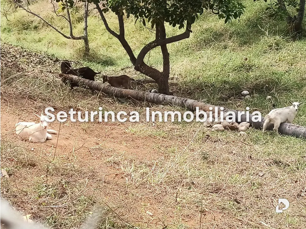 Farm in San Casimiro, Camatagua – 102