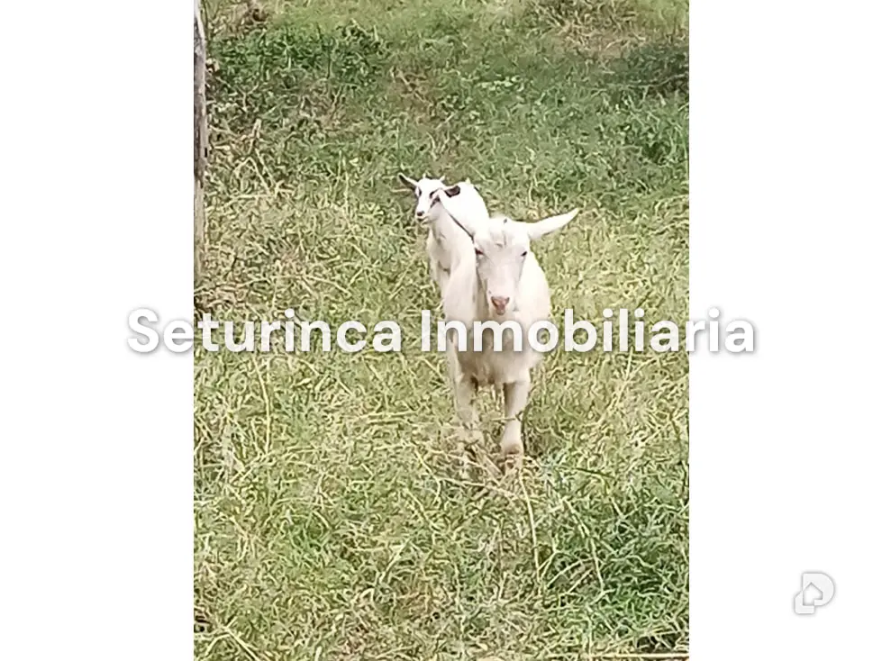 Farm in San Casimiro, Camatagua – 88