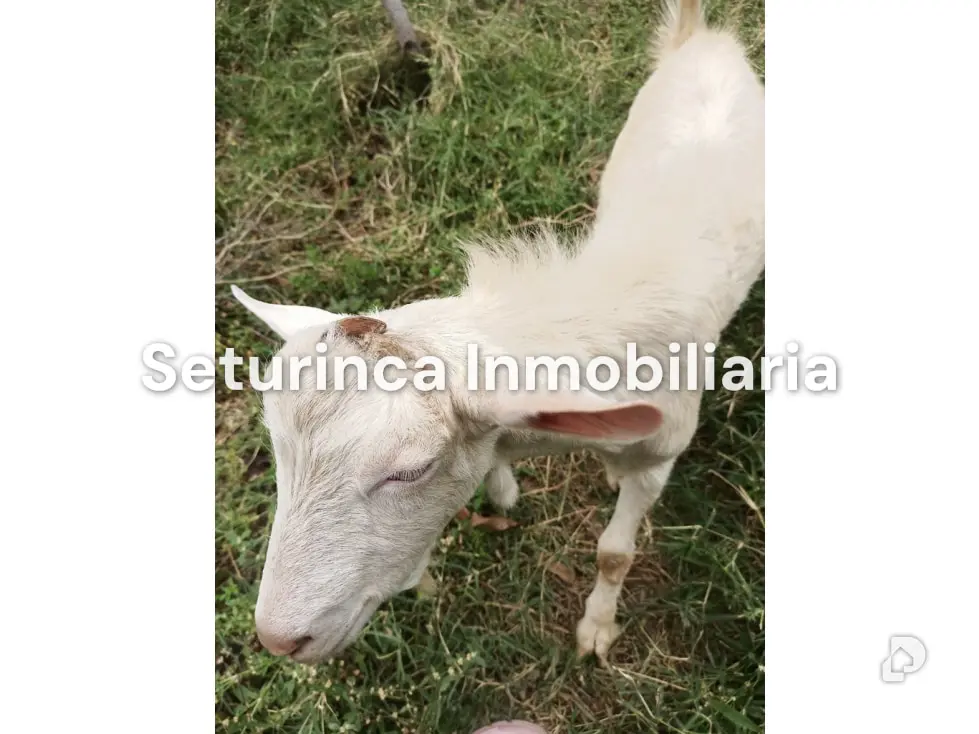 Farm in San Casimiro, Camatagua – 85