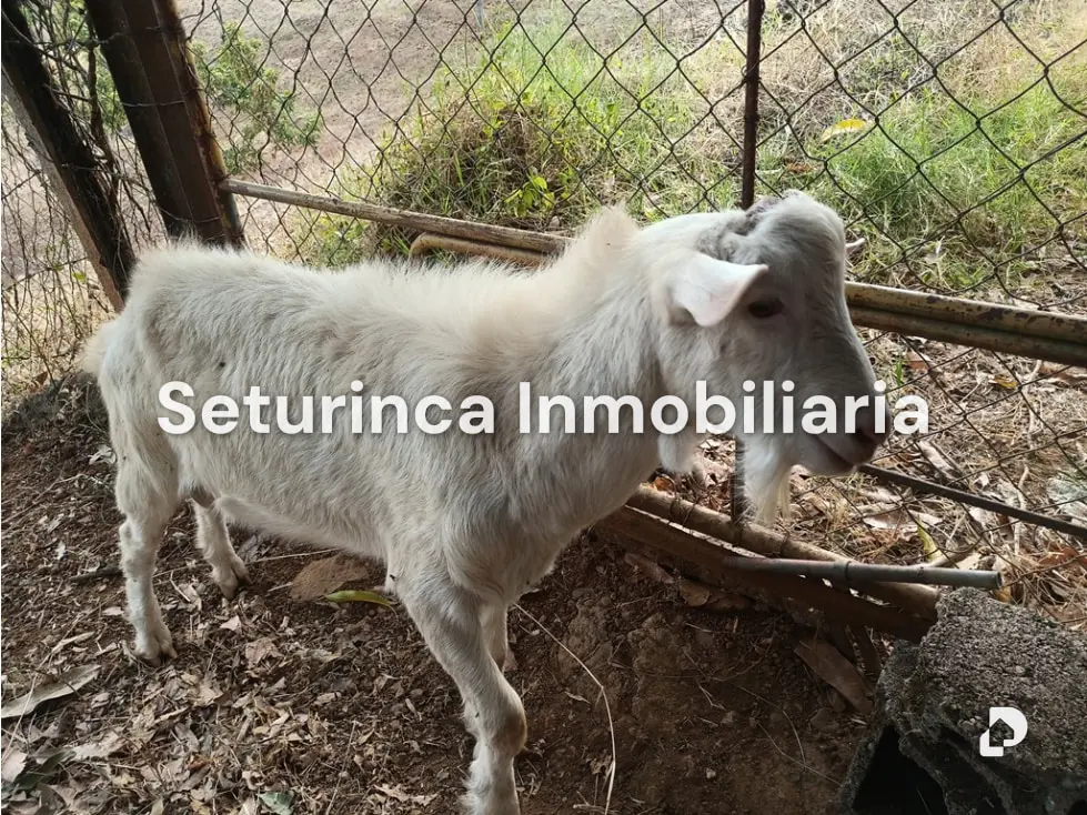 Farm in San Casimiro, Camatagua – 96