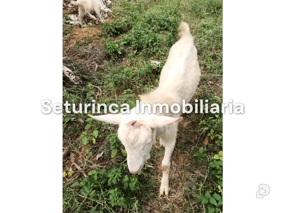 Farm in San Casimiro, Camatagua – 97
