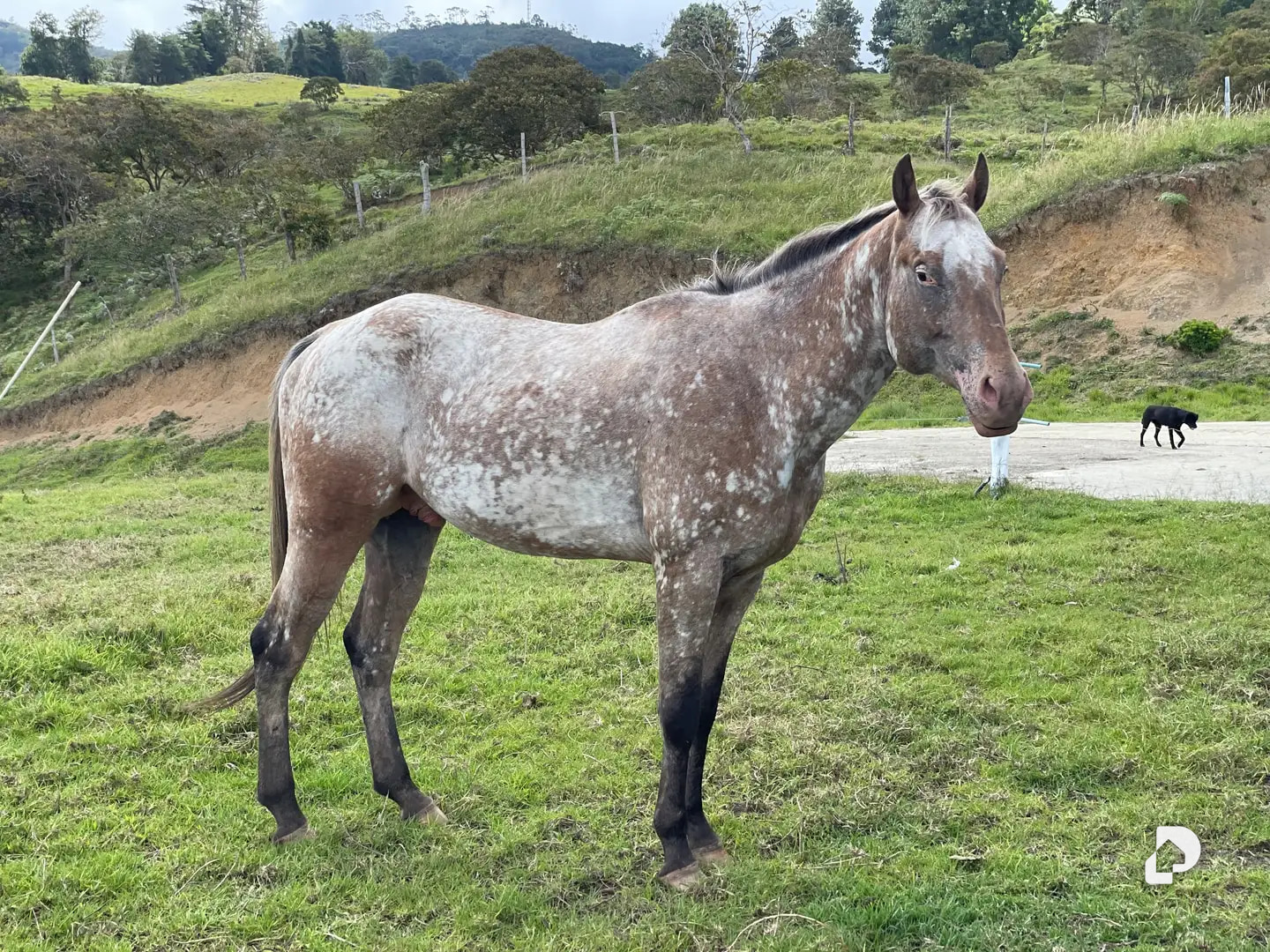 Farm in Los Cínaros a 3KM de las Cruces, Vía La Azulita – 13
