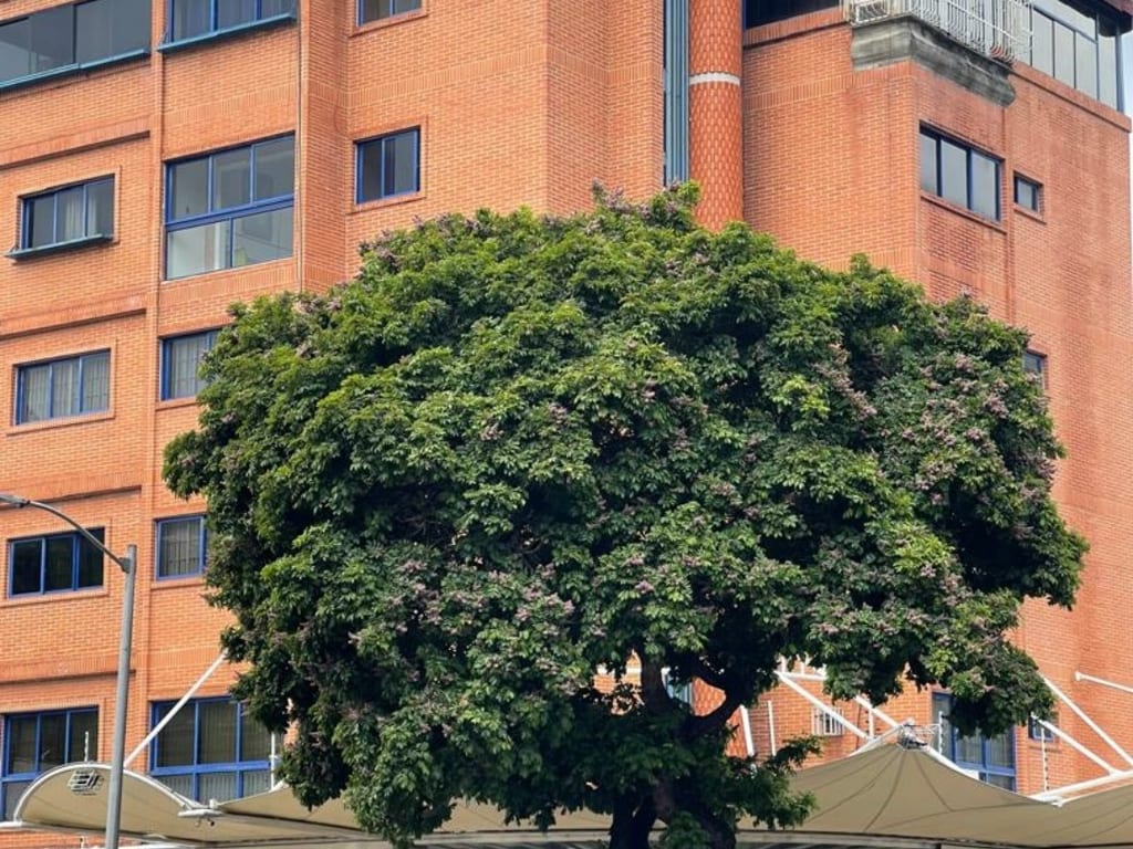 Edificio en Santa Mónica, Caracas