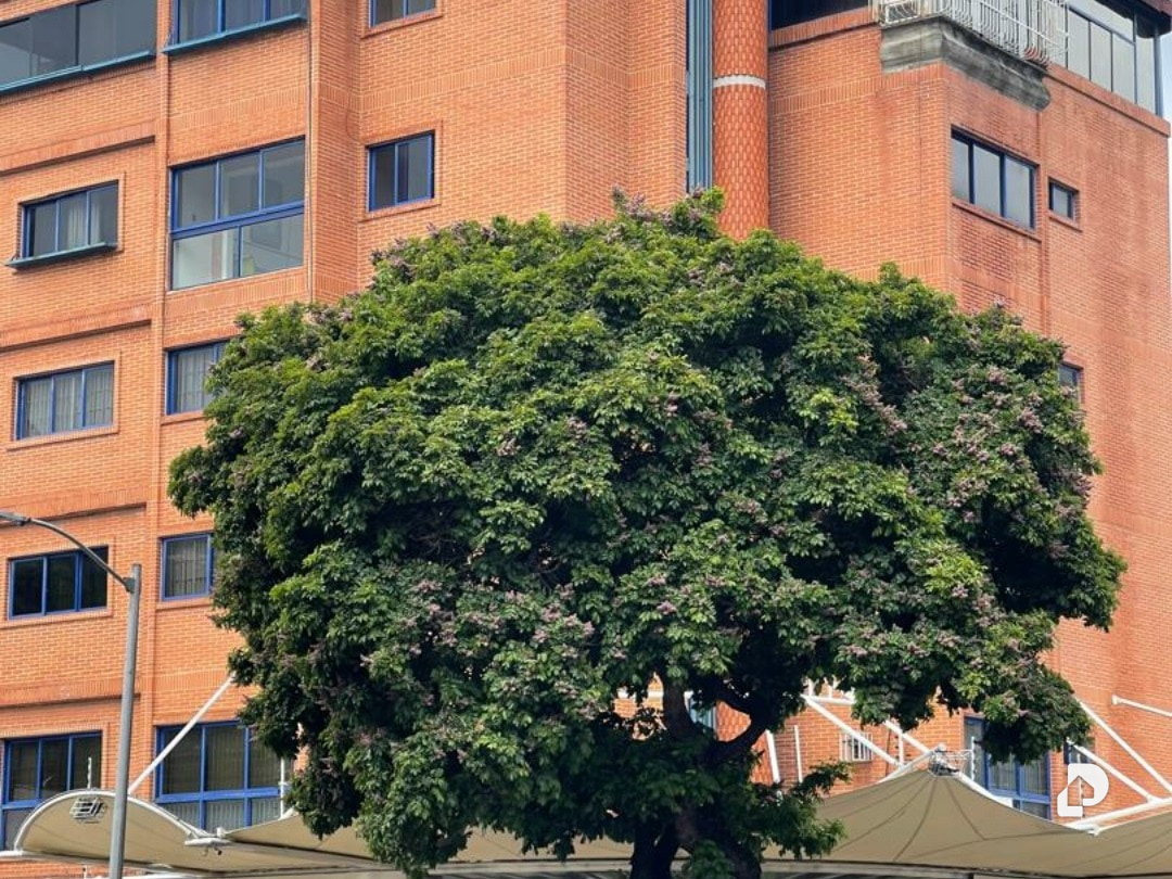 Edificio en Santa Mónica, Caracas – 1