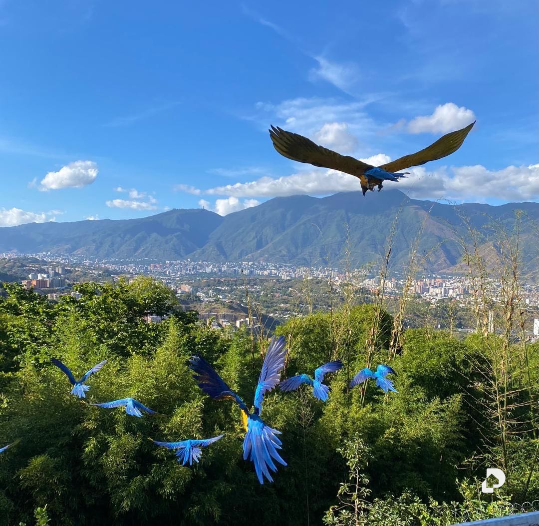 Terreno en Alto Hatillo, Caracas – 11