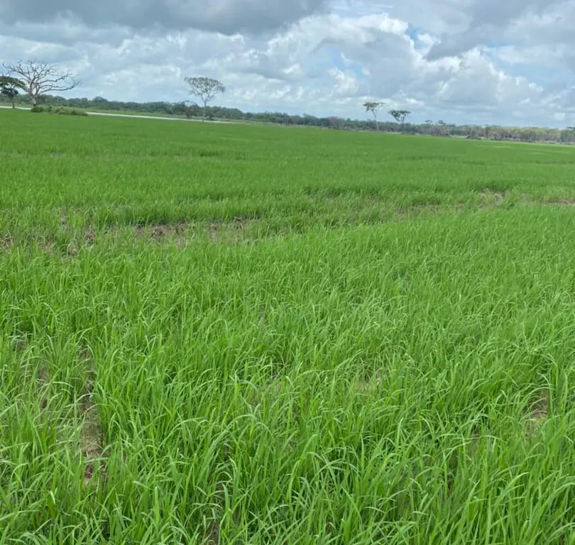 Finca en Guayabal