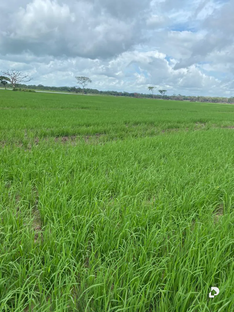 Finca en Guayabal – 1