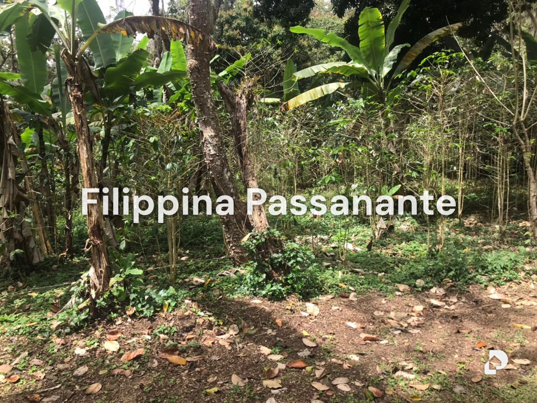 Finca en San Agustín, Caripe – 6